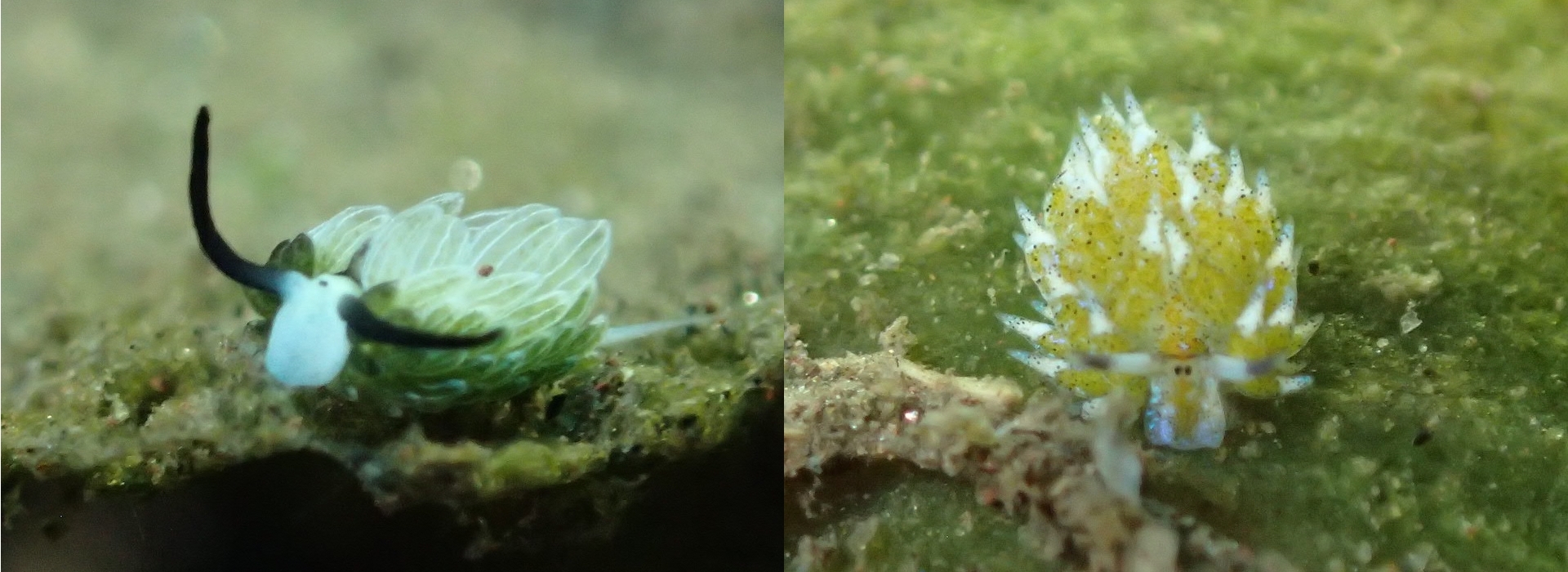 2026_leaf_slug.jpg 2026_leaf_slug.jpg