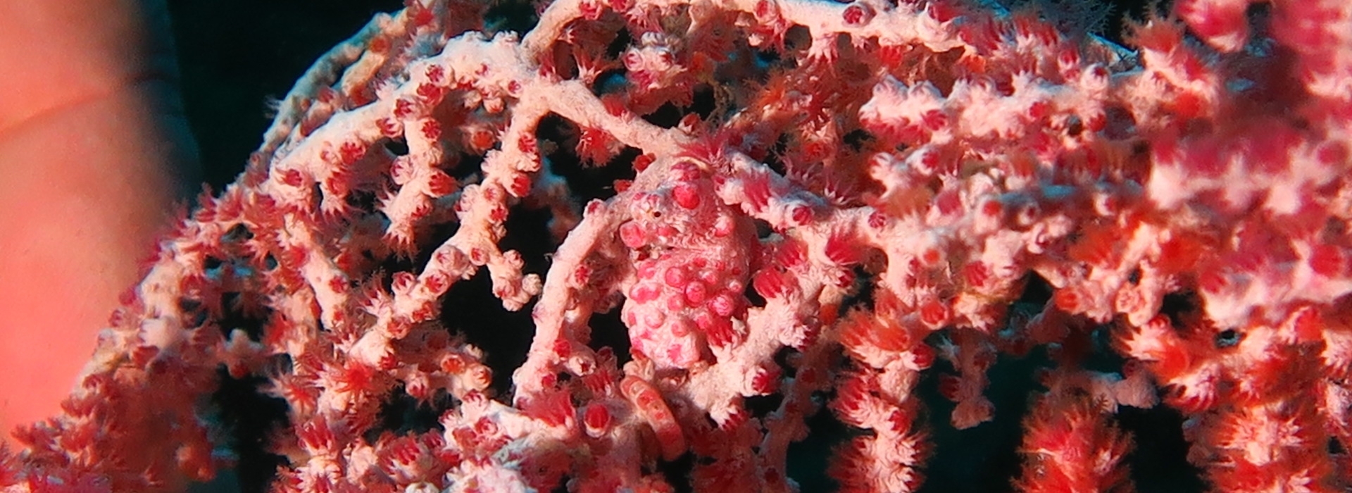 Pygmy_Seahorse Pygmy_Seahorse