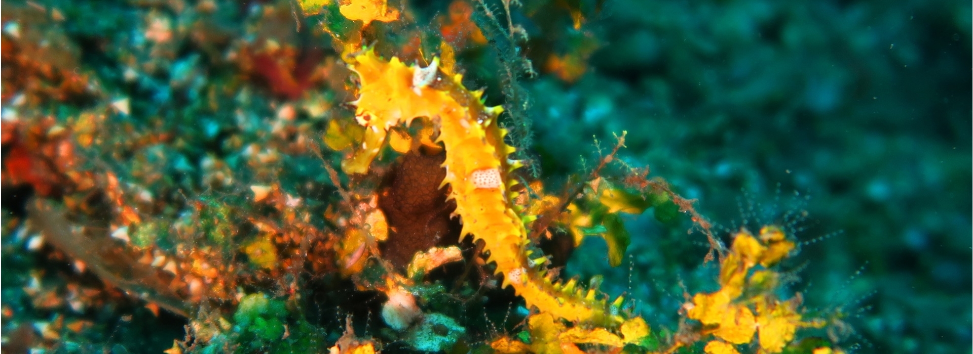 Spiny_Seahorse Spiny_Seahorse